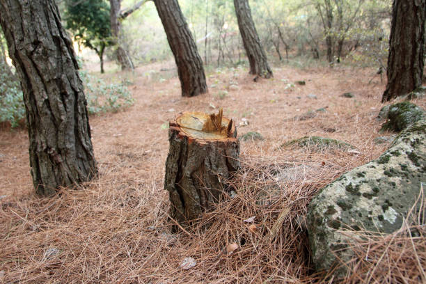 Best Stump Grinding and Removal  in Gloucester City, NJ
