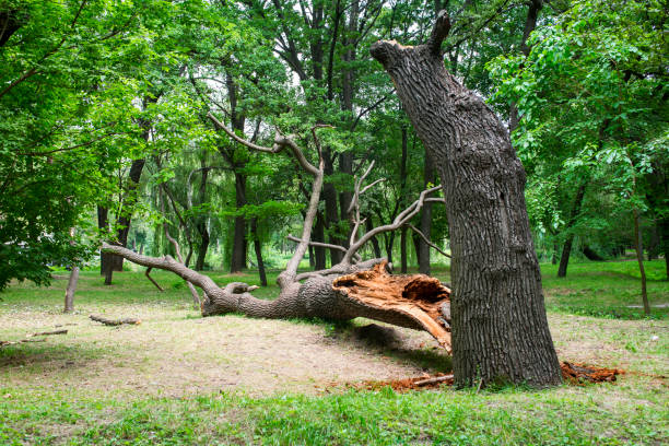 Best Tree Maintenance Programs  in Gloucester City, NJ