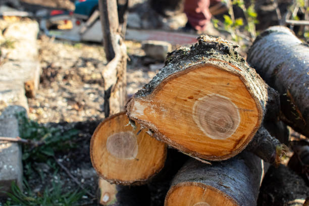 How Our Tree Care Process Works  in  Gloucester City, NJ