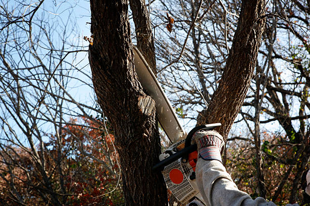 Professional Tree Care in Gloucester City, NJ